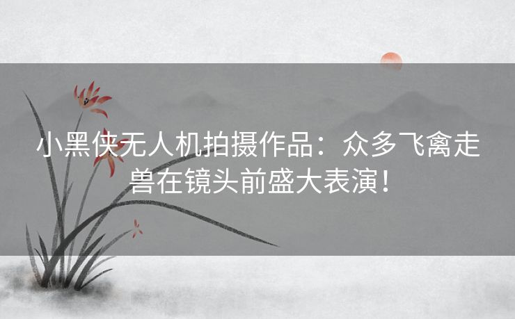 小黑侠无人机拍摄作品：众多飞禽走兽在镜头前盛大表演！